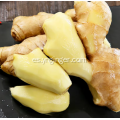 Jengibre amarillo pequeño orgánico de Yunnan
